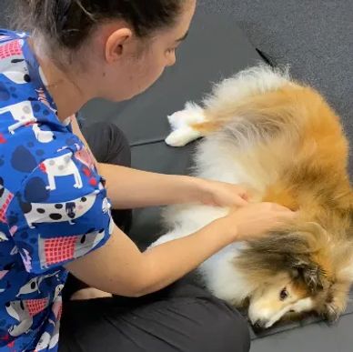 Rehabilitation Therapist providing dog massage