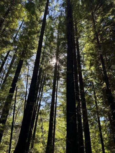 Sunlight filters through tall trees in a dense forest.