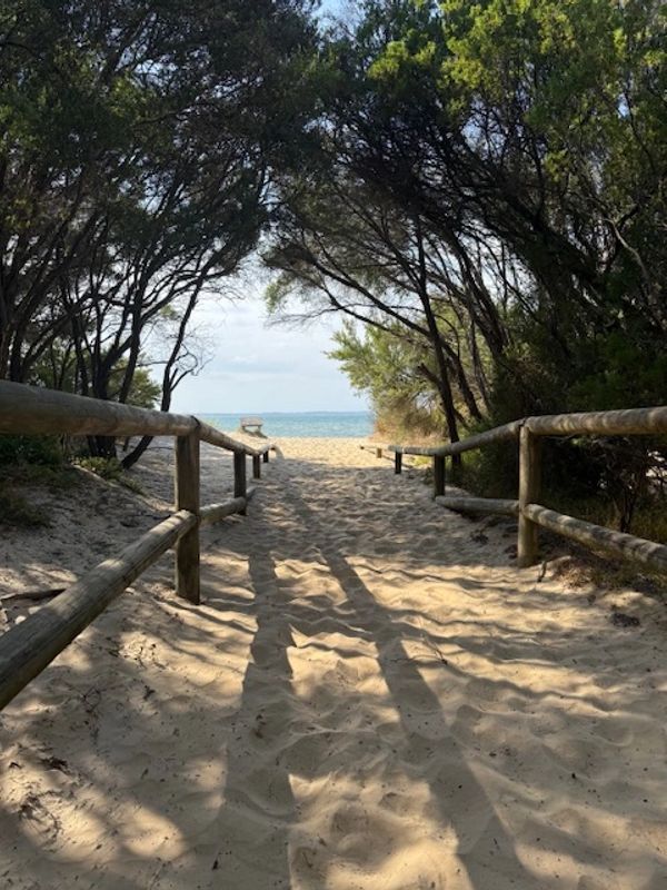 Sandy path lined with wooden railings leading to a beach through trees.