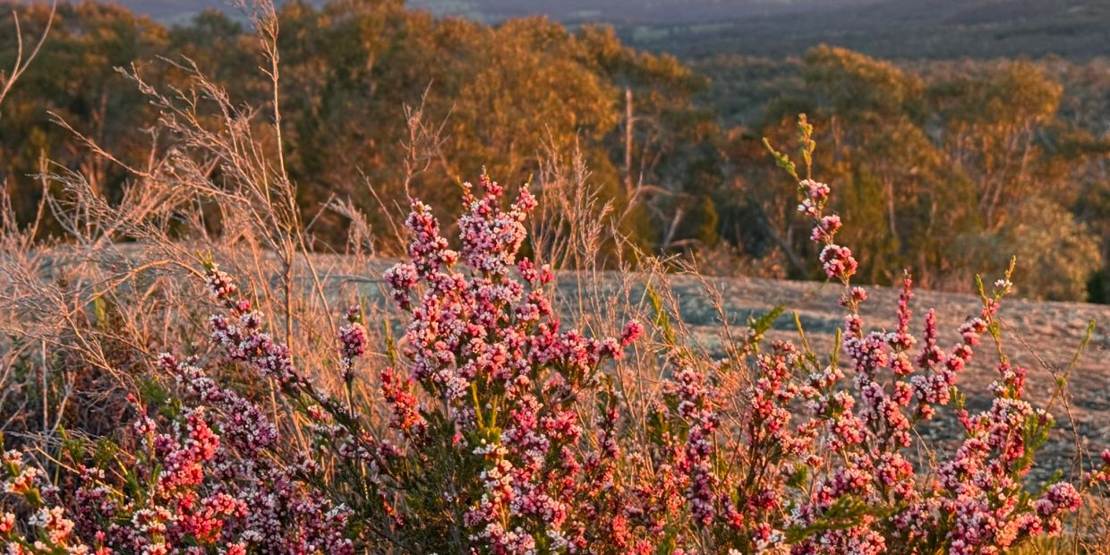 Pink flowers blooming in a natural outdoor setting.