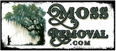 Moss Removal