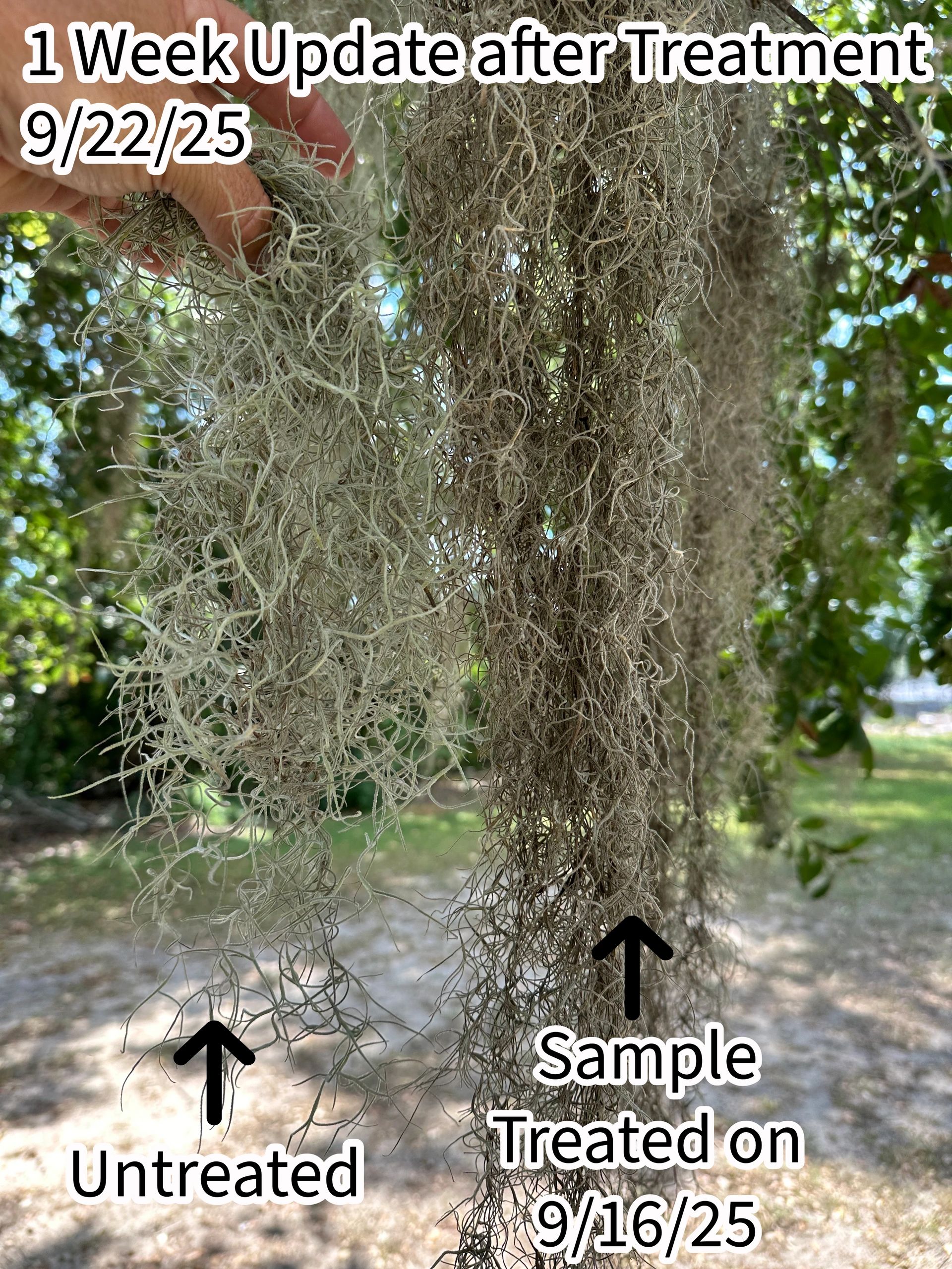 Comparison of untreated and treated Spanish moss one week after treatment.