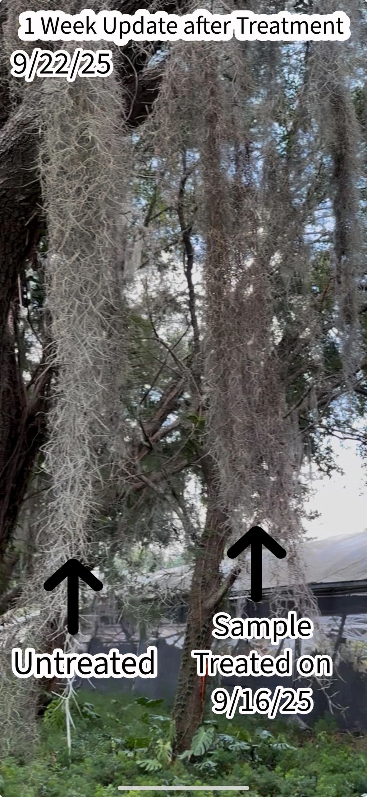 Comparison of untreated and treated plants one week after treatment on 9/22/25.