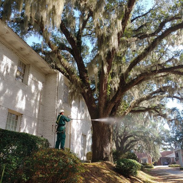 Worker sprays water or pesticide on a large tree beside a building.