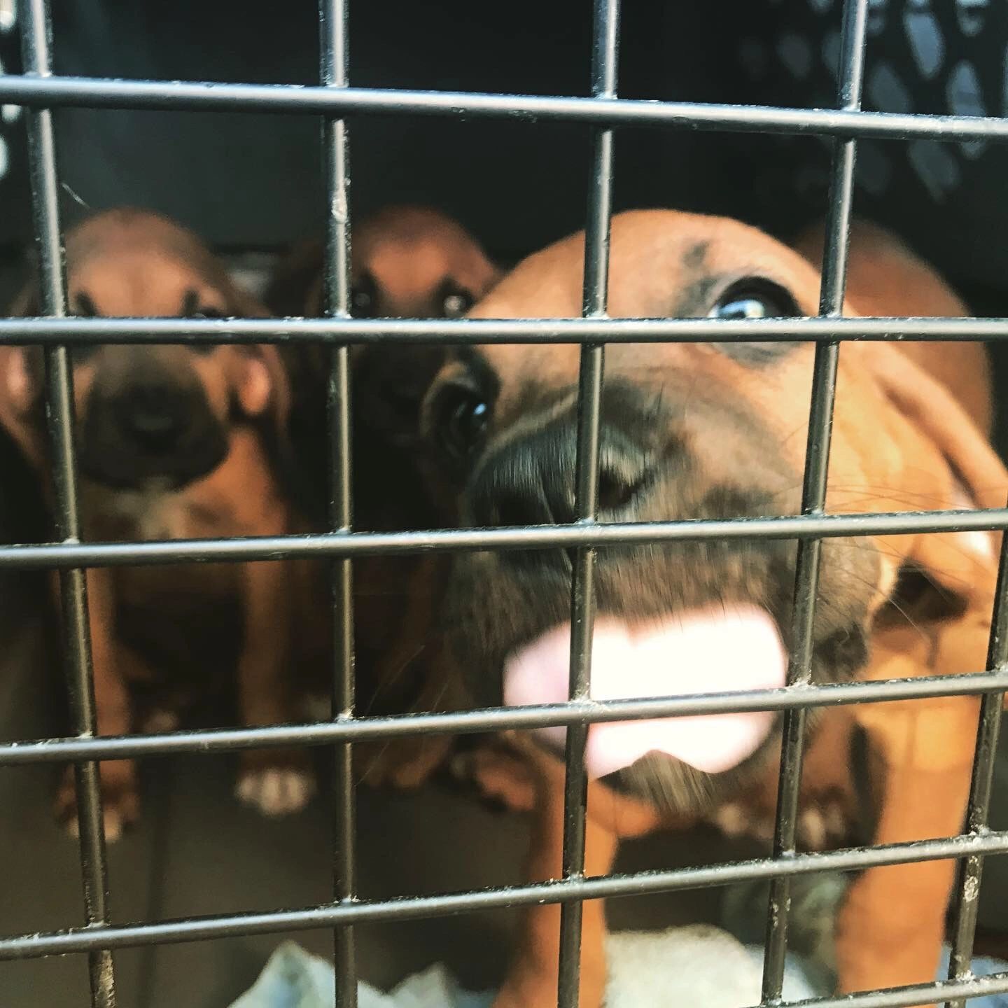 Tobin's Freedom Rides