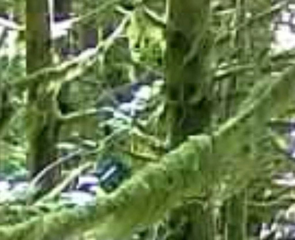 This was captured on a game camera by a family member who is a police officer by Mt. St. Helens