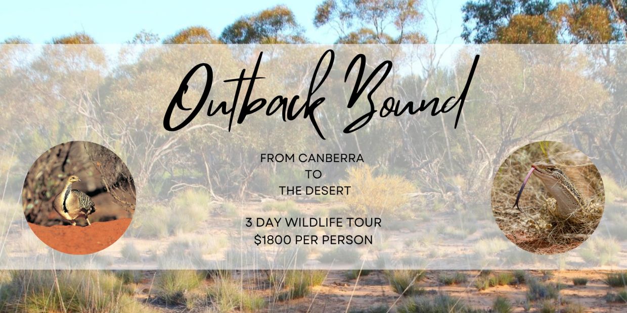 Advertisement for a 3-day wildlife tour from Canberra to the desert.
