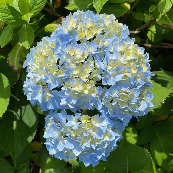 Blue Hydrangea