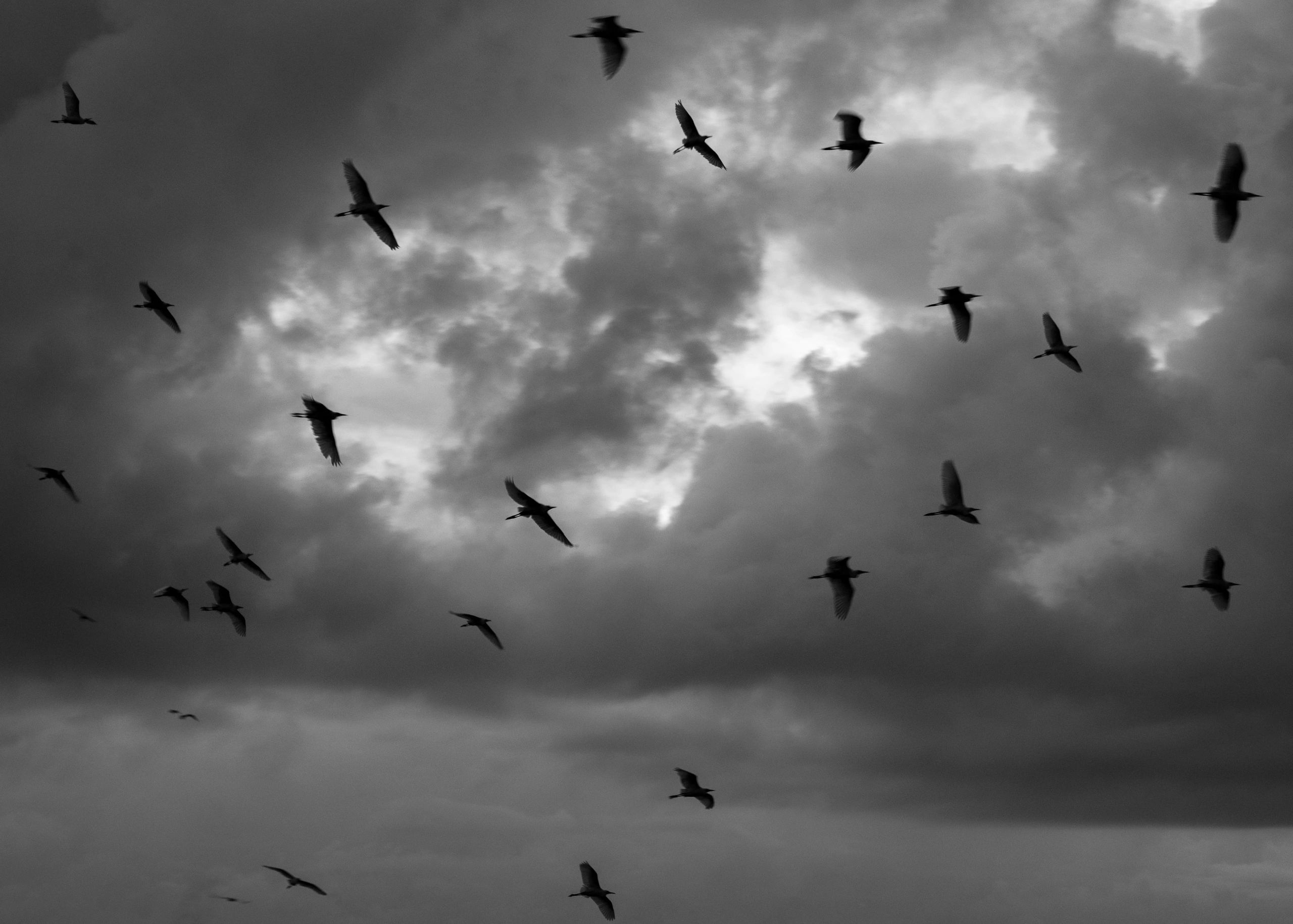 A flock of birds flying across a cloudy, dark sky.