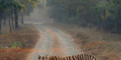 Tiger walking on a forest trail.
