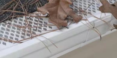 A white gutter filled with dry leaves and pine needles.