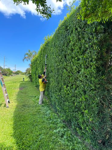 Hedge trimm