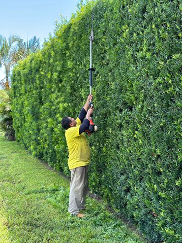 Trimming hedge