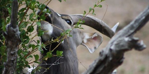 Nyala at Villa Nyala in the morning