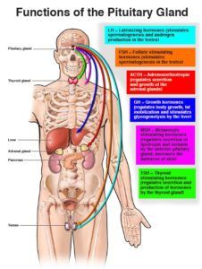 Pituitary Functions