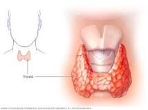 The Thyroid
