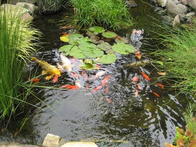 Koi fish pond