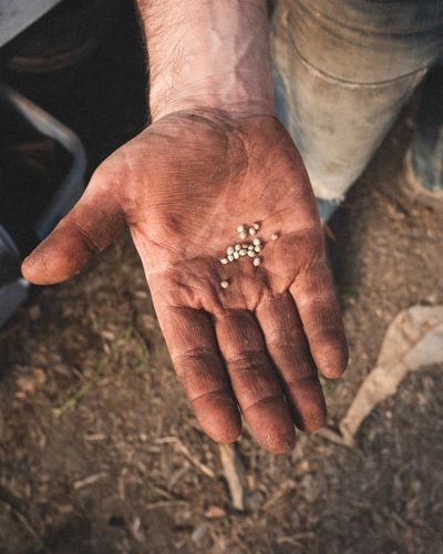 Dirty hand holding small seeds outdoors.