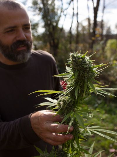 Man examining a large cannabis plant outdoors on a sunny day.