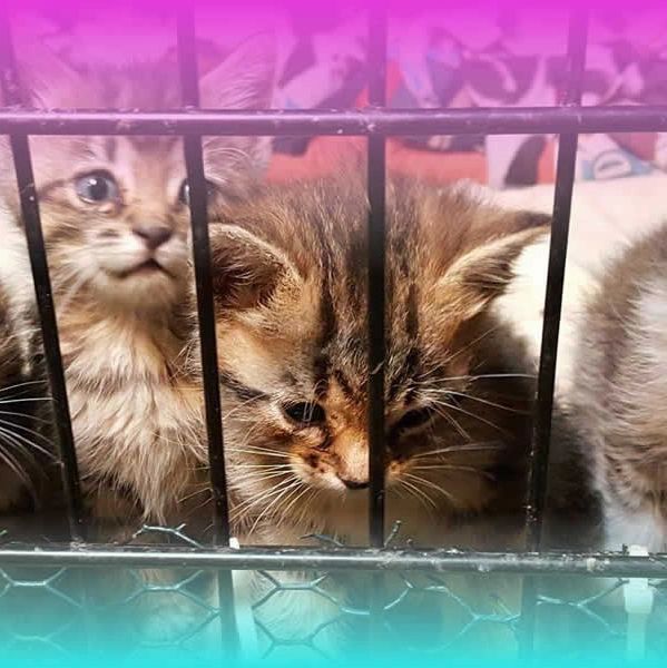 Animal Rescue in White Earth, MN offering low cost spay/neutering, testing, quill removal, and more.