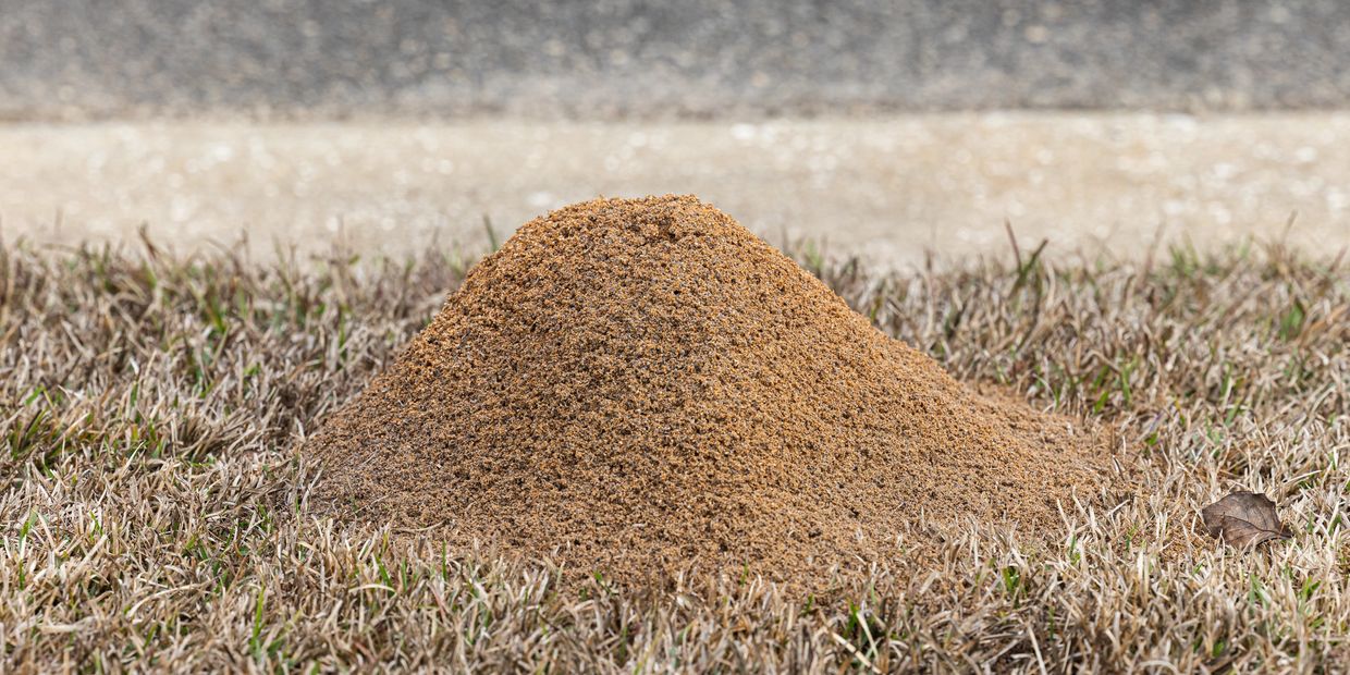 Large fire ant mound in the grass: EcoFriendly pest service for homeowners