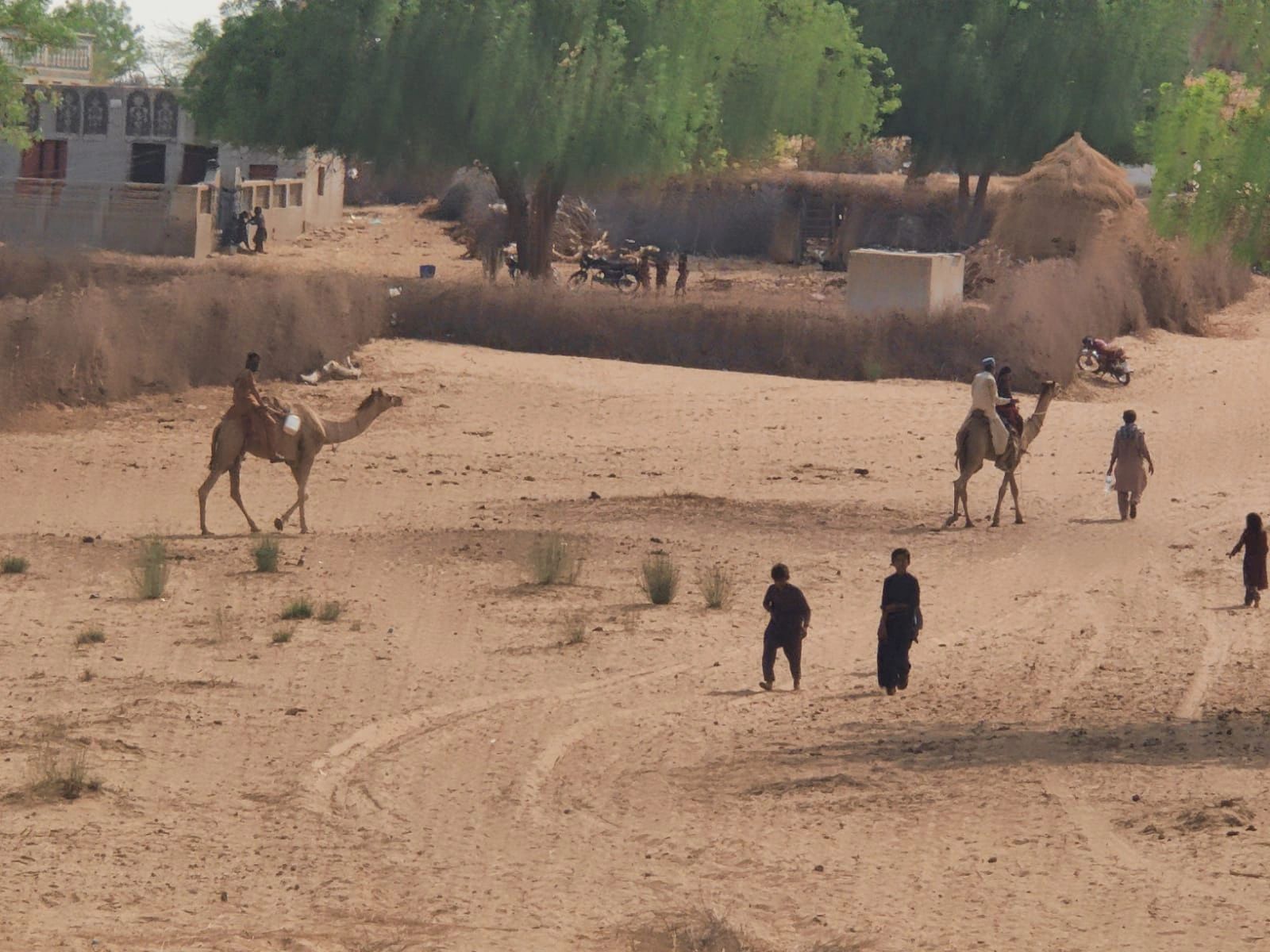 People riding camels and walking in a sandy village with trees and huts.