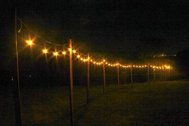 Warm white festoon lights hanging from rustic bamboo poles on farm.