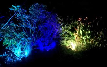 coloured floodlighting in bushes for entrance to outdoor event.