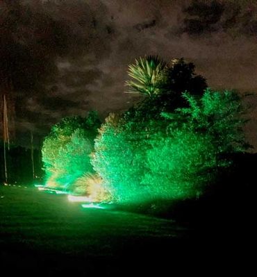Bushes lit up with green floodlighting for outdoor party.
