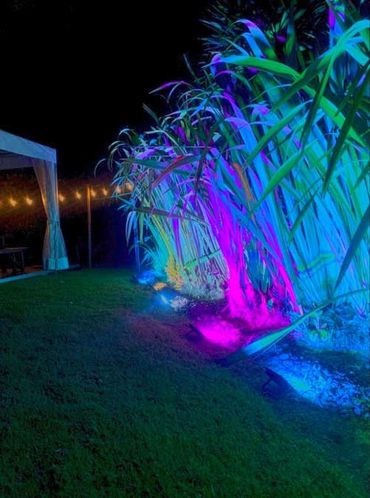 Neon blue and pink floodlights in flax bushes for outdoor party lighting.