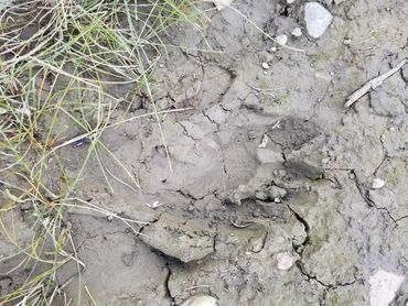 Bigfoot Sasquatch Image
