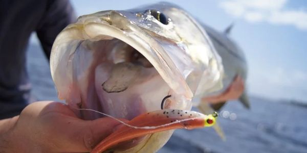 TAMPA BAY SNOOK FISHING TAMPA BAY SNOOK CHARTER INSHORE SNOOK FISHING CHARTERS BEACH SNOOK FISHING