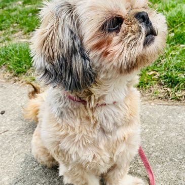 Aloha imperial Shih tzu 