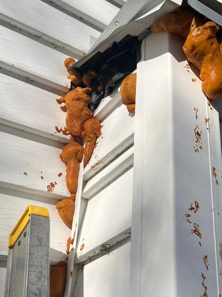 Savannah honey bee removal get rid of honey bees remove bees honey bee swarm get bees out of my buil