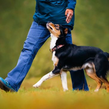 A dog walking attentively beside a person outdoors.