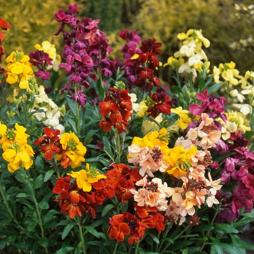 Wallflower Bedding Mix