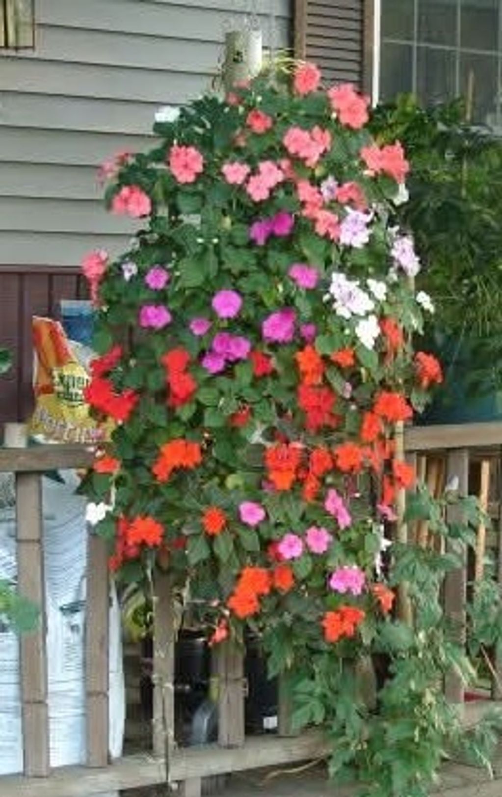 Vibrant multicolored flowers cascading over a porch railing.