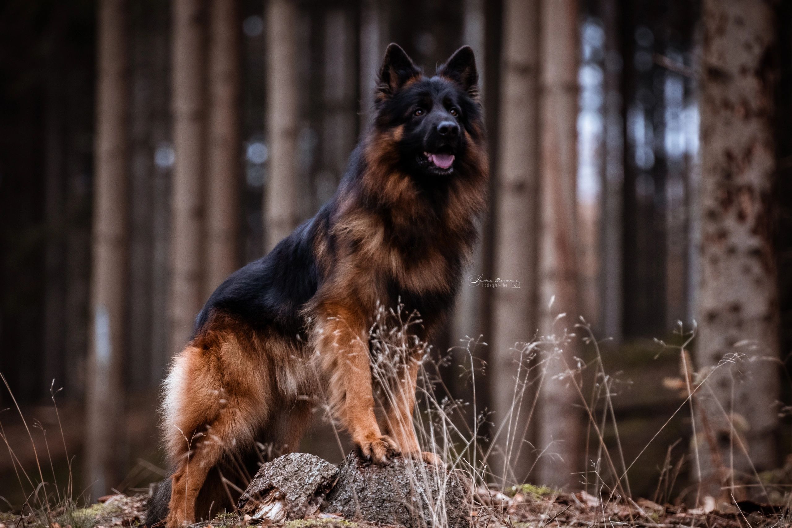 Von Ruh German Shepherds