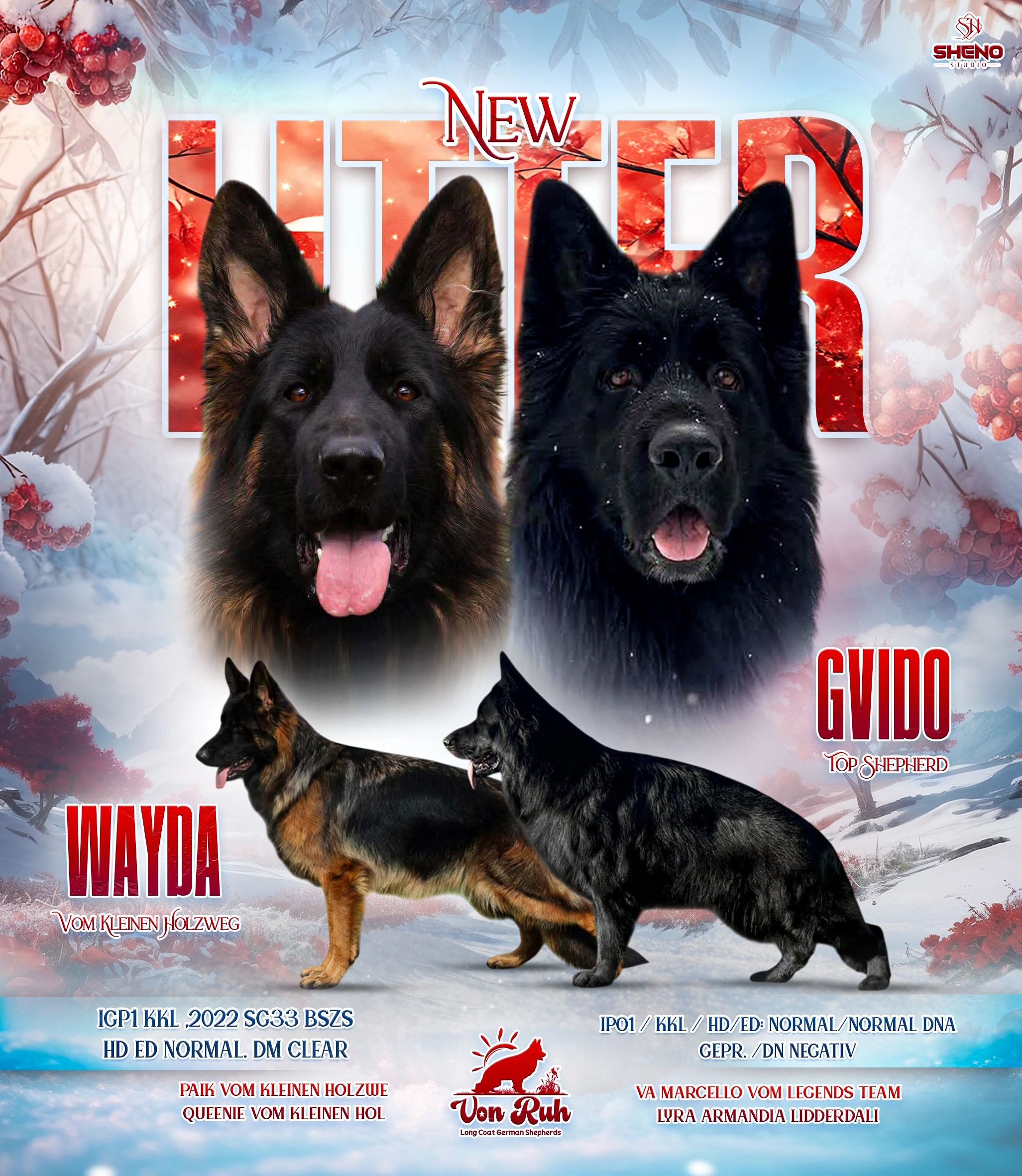 We are expecting this litter around January 17, 2025. Now accepting deposits! 