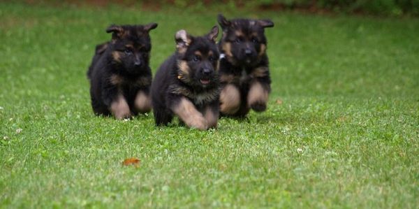 puppies running on grass