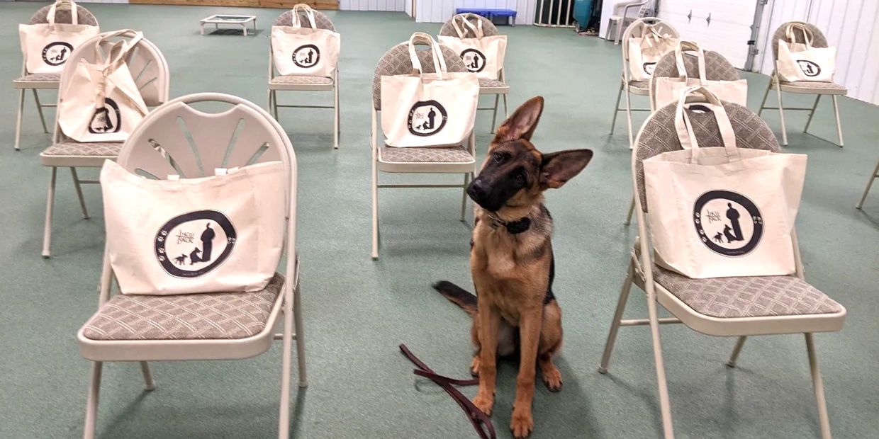 German Shepherd with head tilted sitting with folding chairs and canvas bags