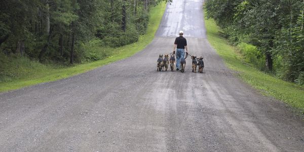 Brother Christopher walking dogs on monastery road.