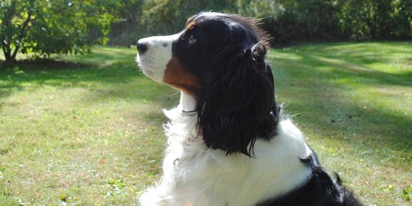 dog sitting waiting for a cookie in dog training yard