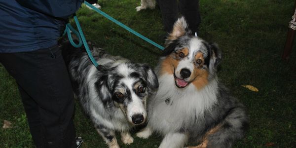 Two Australian Shepherd dogs at Blessing of the Animals at New Skete Monastery