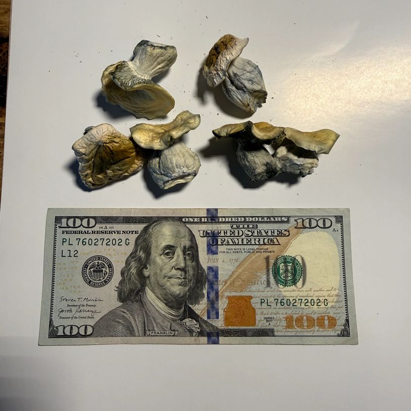Dried mushrooms displayed next to a hundred-dollar bill for size comparison.
