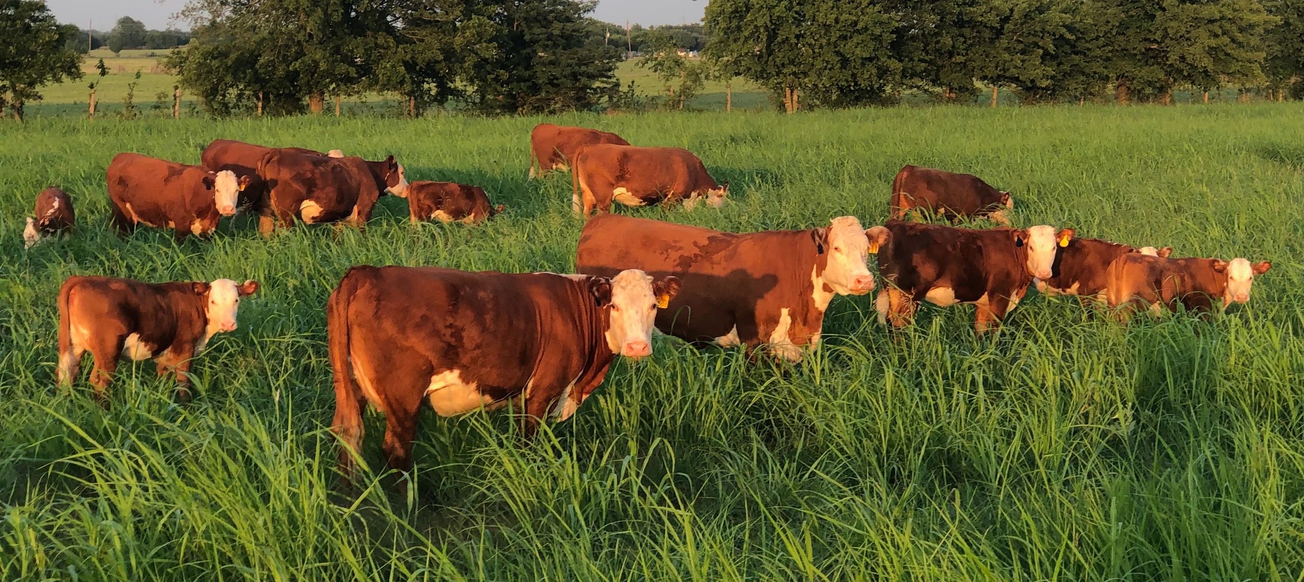 Registered Hereford Cattle for Sale Registered Hereford Cattle