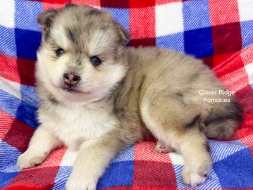 Fluffy light brown and white puppy on a red, blue, and white checkered blanket.