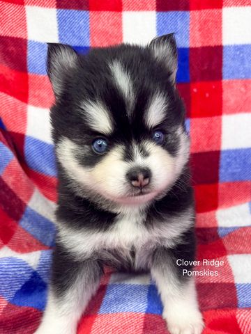 Adorable black and white Pomsky puppy with blue eyes on a checkered blanket.