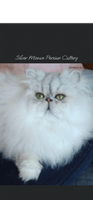   Silver Meows                            CFA Persian Kittens
 