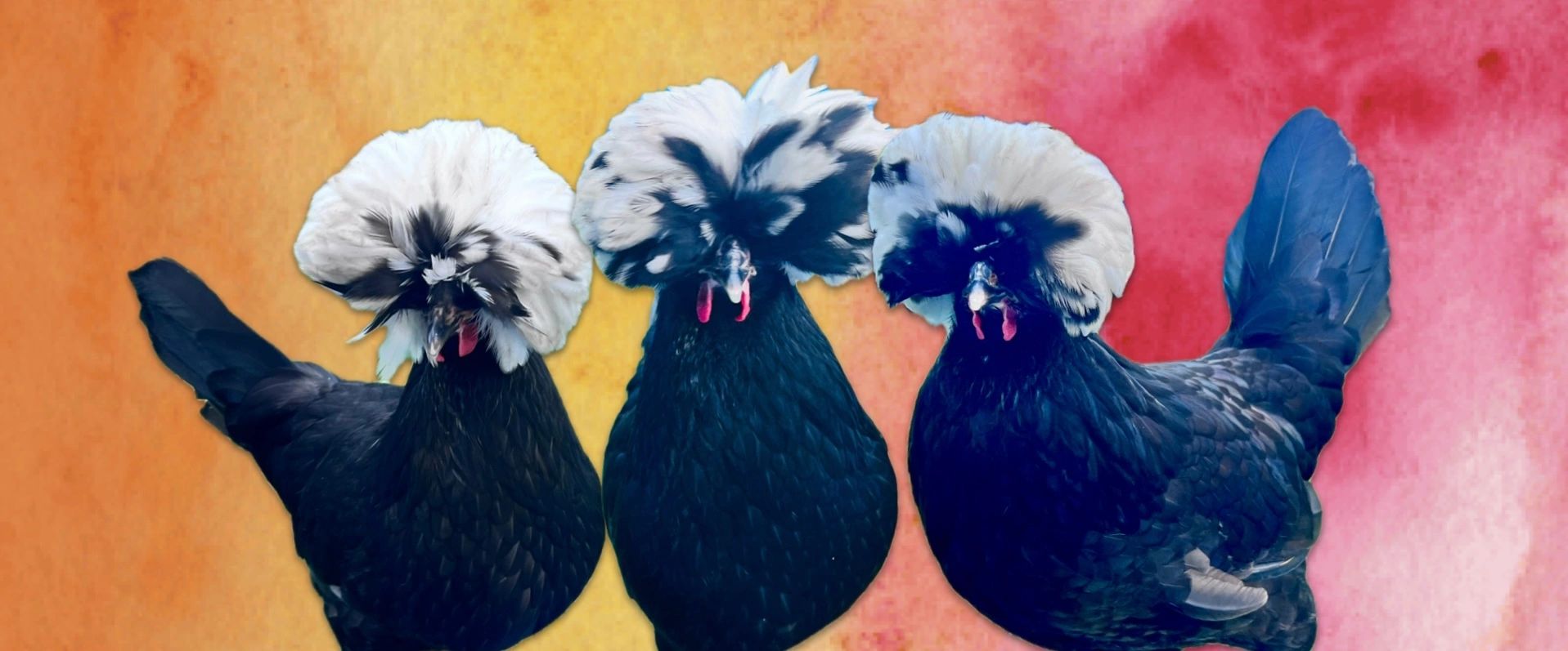 White Crested Black Polish Chickens